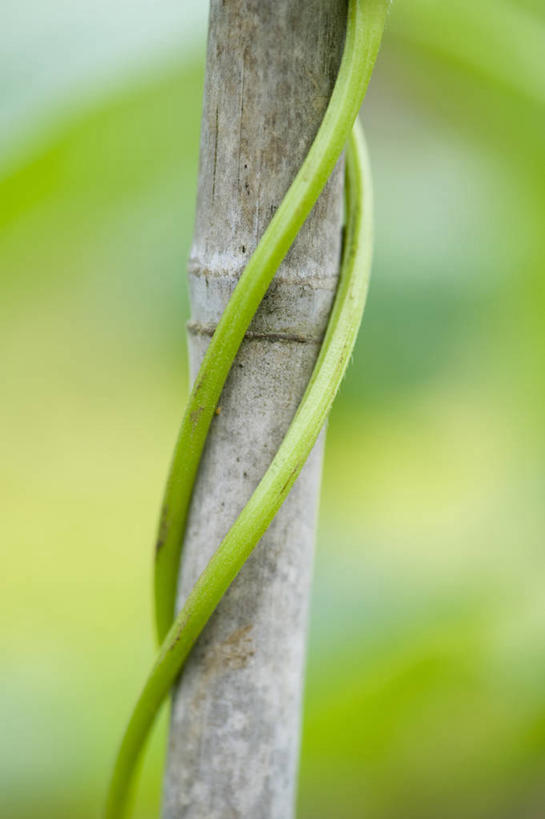 无人,攀登,竖图,室外,特写,白天,美景,山,植物,豆,蔬菜,景观,食品,饮品,豆角,饮食,食物,饮料,一个,绿色,自然,木桩,景色,摄影,生长,单个,支撑,手杖,环境,可口,清新,自然风光,户外活动,红花菜豆,适口,彩图,卷须