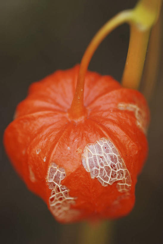 无人,竖图,室外,特写,白天,美景,植物,百合花,浆果,照明,灯笼,公文包,纸灯笼,景观,种子,饮食,一个,自然,灯具,橙色,景色,季节,摄影,生长,单个,环境,照亮,脆弱,照明设备,自然风光,干的,冬樱花,落叶树,强瞿,宫灯百合,百合蒜,倒仙,番韭,山丹,秋天,彩图,灯笼百合,宫灯花,圣诞百合