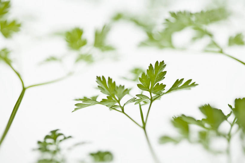 无人,横图,彩色,室内,特写,留白,美景,植物,叶子,景观,香菜,食品,种子,枝,饮食,绿色,自然,景色,摄影,影棚,五颜六色,环境,明亮,色彩斑斓,葛缕子籽,草本,清新,自然风光,摄影棚,五彩缤纷,五彩斑斓,嫩枝,五光十色,设计,彩图,全画面,全框架,全帧,影棚拍摄,拍摄,全画幅