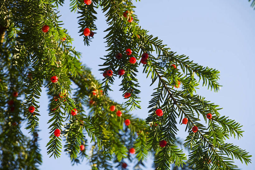 无人,横图,室外,特写,白天,留白,美景,植物,浆果,叶子,景观,枝,树,红色,绿色,天空,自然,景色,季节,摄影,生长,环境,注射器,清新,自然风光,常绿树,紫杉,秋天,针叶树,彩图