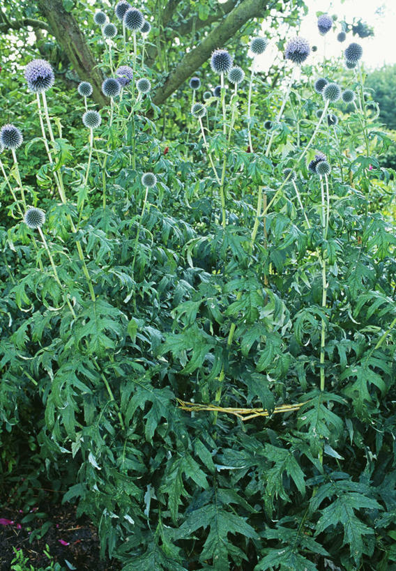 无人,竖图,彩色,室外,特写,白天,美景,植物,景观,设备,物品,花,紫色,自然,夏天,木桩,蓟,景色,摄影,五颜六色,支撑,环境,色彩斑斓,自然风光,五彩缤纷,五彩斑斓,蓝刺头,五光十色,彩图