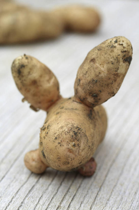 无人,竖图,室内,特写,白天,白色背景,拒绝,美景,植物,蔬菜,景观,食品,饮食,一个,白色,自然,景色,个性,摄影,有机食品,单个,环境,清新,自然风光,丑陋,马铃薯,彩图,影棚拍摄