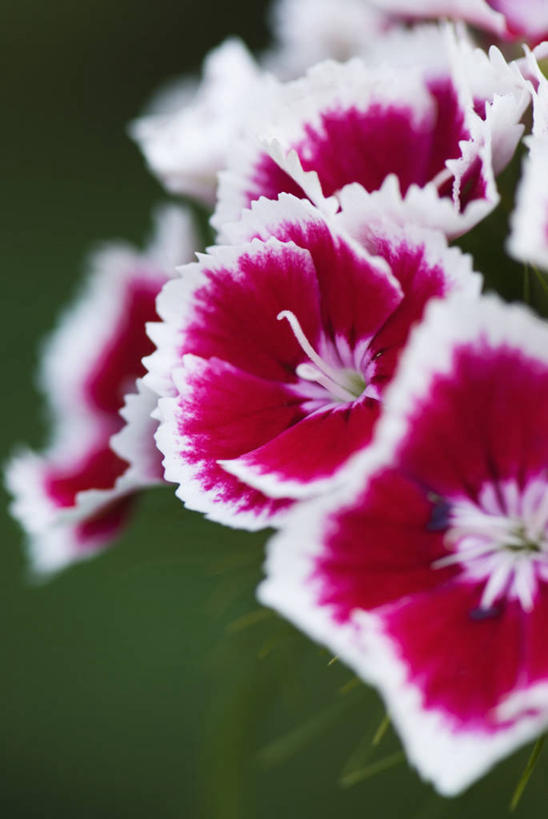 无人,竖图,室外,特写,白天,留白,美景,植物,景观,美丽,花,一个,粉色,自然,夏天,景色,摄影,单个,环境,清新,自然风光,大胆,式样,热心,洛阳花,石竹,彩图,石菊,石竹子花,绣竹,须苞石竹,中国石竹,中国沼竹,多年生植物