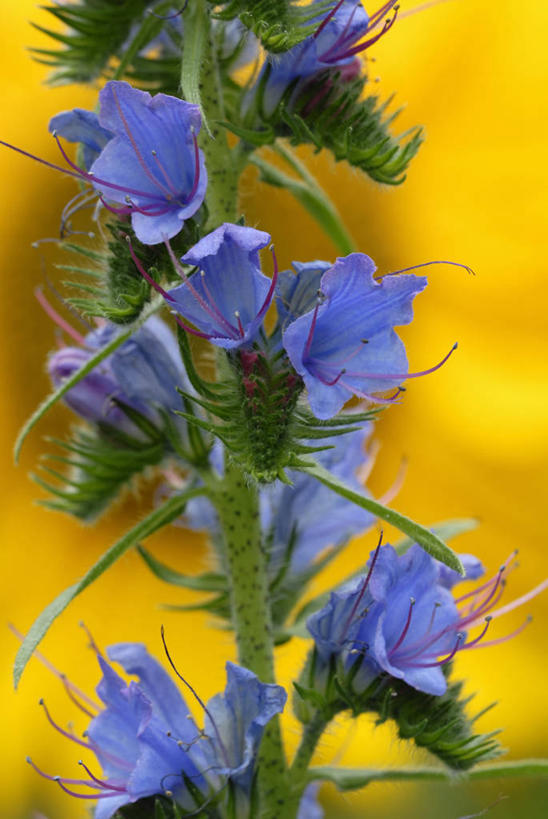 无人,竖图,室外,特写,白天,美景,植物,景观,尖顶,花,一个,黄色,蓝色,自然,夏天,景色,摄影,单个,环境,锋利,尖锐,清新,自然风光,牛舌草,彩图,全画面,全框架,全帧,全画幅