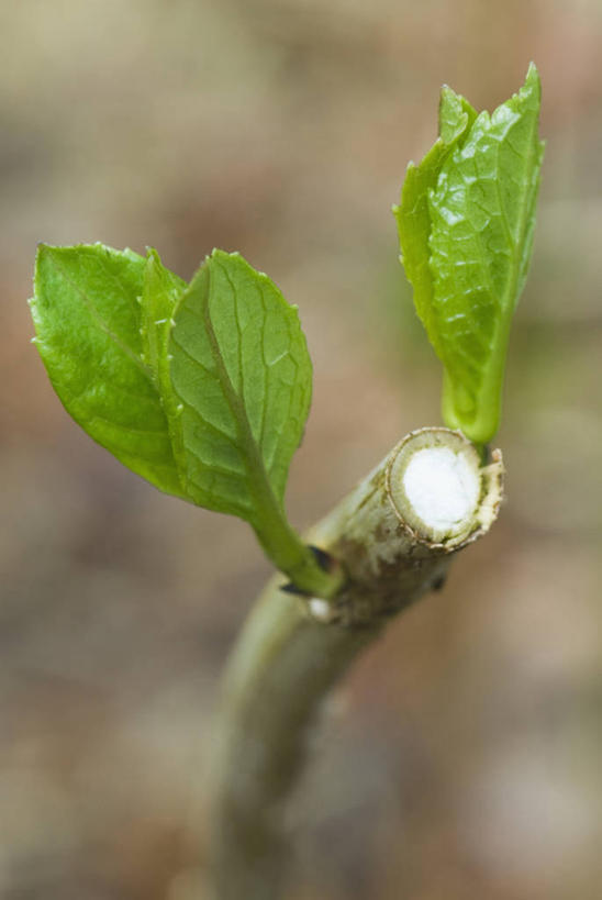 无人,家庭,竖图,室外,特写,白天,留白,骄傲,射击,美景,植物,八仙花,叶子,修剪,景观,园艺,现代,一个,绿色,自然,绣球花,温暖,温馨,一家人,景色,摄影,生长,单个,紫阳花,洋绣球,环境,和睦,清新,显现,自然风光,草绣球,斗球,七变化,粉团花,善变,开端,彩图,融洽,裁员,家务劳动
