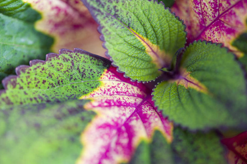 无人,横图,室外,特写,白天,美景,植物,叶子,景观,一个,粉色,自然,景色,摄影,单个,环境,清新,自然风光,紫苏,彩图,全画面,全框架,全帧,装饰菜,全画幅