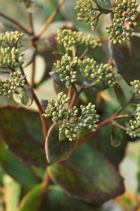 无人,竖图,室外,特写,白天,美景,植物,景观,草药,药草,花蕾,中药,自然,夏天,景色,摄影,环境,景天,自然风光,药材,中草药,中药材,本草,八宝,彩图,肉质植物,包菜还阳,活血三七