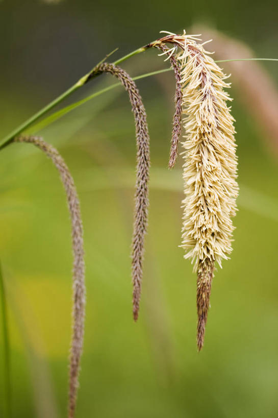 无人,竖图,室外,特写,白天,美景,植物,吊挂,悬挂,景观,种子,挂,草,自然,景色,摄影,环境,清新,自然风光,观赏草,莎草,彩图
