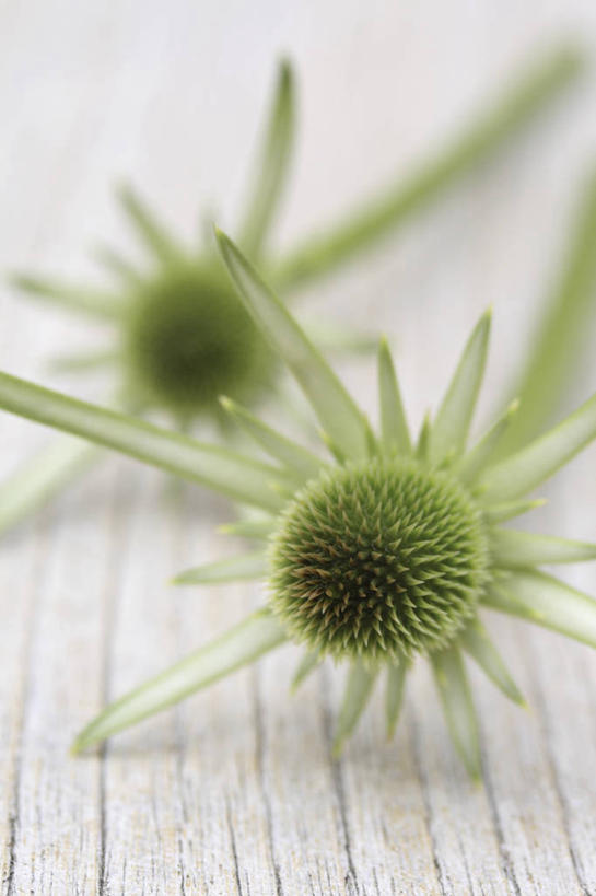 无人,竖图,室内,特写,白天,白色背景,农业,农作物,美景,植物,商品,景观,一对,花,排列,两个,白色,自然,纪念品,夏天,景色,摄影,环境,锋利,尖锐,草本,清新,提示,荆棘,自然风光,选择,起绒草,休闲活动,彩图,影棚拍摄