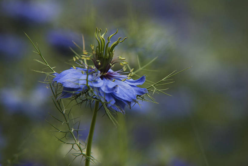 无人,横图,室外,特写,白天,美景,植物,叶子,羽毛,景观,调味,香料,佐料,花,一个,蓝色,自然,夏天,景色,摄影,生长,单个,环境,葛缕子,配料,脆弱,清新,自然风光,作料,彩图