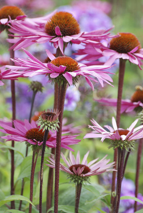 无人,竖图,室外,特写,白天,美景,植物,景观,花,自然,夏天,景色,摄影,金花菊,环境,清新,自然风光,彩图,多年生植物