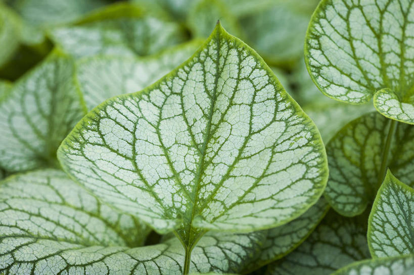 血管,无人,横图,室外,特写,白天,美景,植物,叶子,景观,绿色,白色,灰色,自然,景色,摄影,生长,环境,清新,自然风光,式样,叶脉,彩图,全画面,全框架,全帧,全画幅