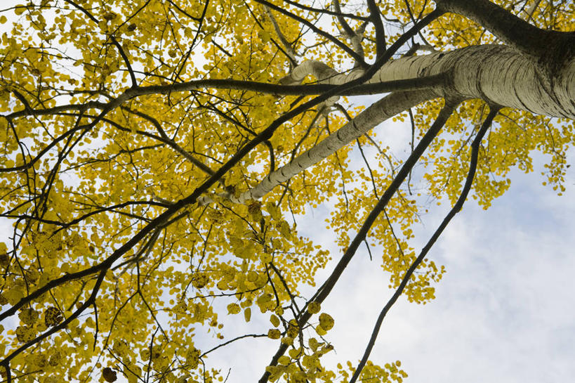 无人,横图,室外,特写,白天,留白,美景,森林,树林,植物,景观,枝,树,树干,天空,自然,景色,季节,摄影,生长,环境,白杨树,清新,自然风光,白杨,落叶树,大叶杨,格洛斯特郡,秋天,彩图,颤杨,冲天杨,响杨,西南英格兰