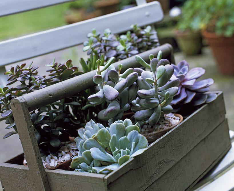 无人,横图,室外,特写,白天,美景,植物,叶子,花盆,盆栽,景观,草药,药草,自然灾害,天气,中药,自然,容器,景色,摄影,环境,干旱,景天,自然风光,药材,中草药,中药材,本草,八宝,彩图,肉质植物,包菜还阳,活血三七