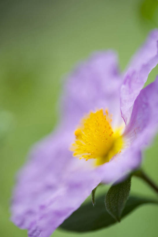 无人,竖图,室外,特写,白天,美景,植物,盛开,景观,花蕾,花,花瓣,花朵,鲜花,一朵,一个,自然,夏天,花苞,花蕊,景色,摄影,单个,灌木,环境,清新,自然风光,岩蔷薇,彩图
