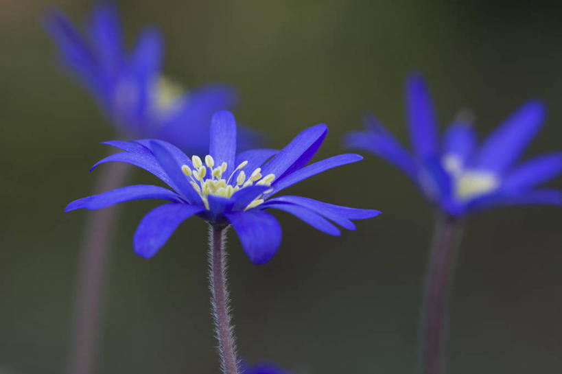无人,横图,竖图,室外,特写,白天,美景,植物,白头翁,景观,花,三个,一个,自然,春天,景色,摄影,银莲花,单个,环境,明亮,清新,自然风光,彩图,多年生植物