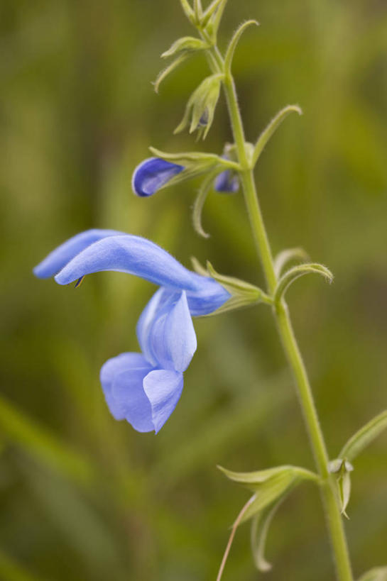 无人,竖图,室外,特写,白天,美景,植物,绿色背景,盛开,景观,花蕾,花,花瓣,花朵,鲜花,一朵,一个,绿色,自然,夏天,花苞,花蕊,景色,摄影,单个,褪色,环境,鼠尾草,草本,清新,自然风光,彩图,多年生植物