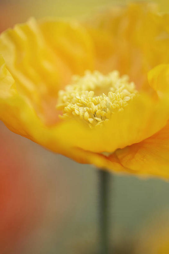 无人,竖图,室外,特写,白天,留白,美景,植物,盛开,景观,毛茛,草药,药草,花蕾,中药,花,花瓣,花朵,鲜花,一朵,自然,夏天,花苞,花蕊,橙色,景色,摄影,生长,环境,明亮,脆弱,雄蕊,清新,自然风光,药材,中草药,柔焦,中药材,本草,老虎脚爪草,鱼疔草,冰岛罂粟,设计,彩图