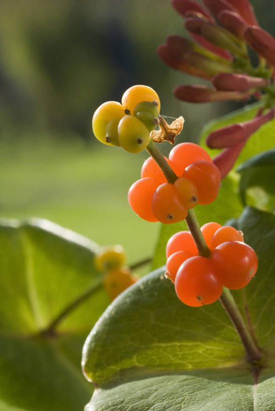 无人,攀登,竖图,彩色,室外,特写,白天,留白,美景,植物,浆果,景观,一个,黄色,自然,夏天,橙色,景色,摄影,单个,五颜六色,环境,色彩斑斓,清新,自然风光,五彩缤纷,户外活动,忍冬,五彩斑斓,五光十色,彩图