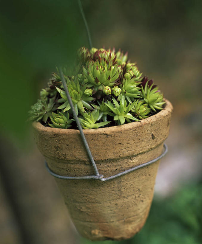 无人,竖图,室外,特写,白天,美景,植物,花盆,吊挂,悬挂,景观,园艺,自然灾害,天气,挂,一个,自然,容器,景色,摄影,单个,环境,石莲花,干旱,荆棘,自然风光,彩图,肉质植物,长生花