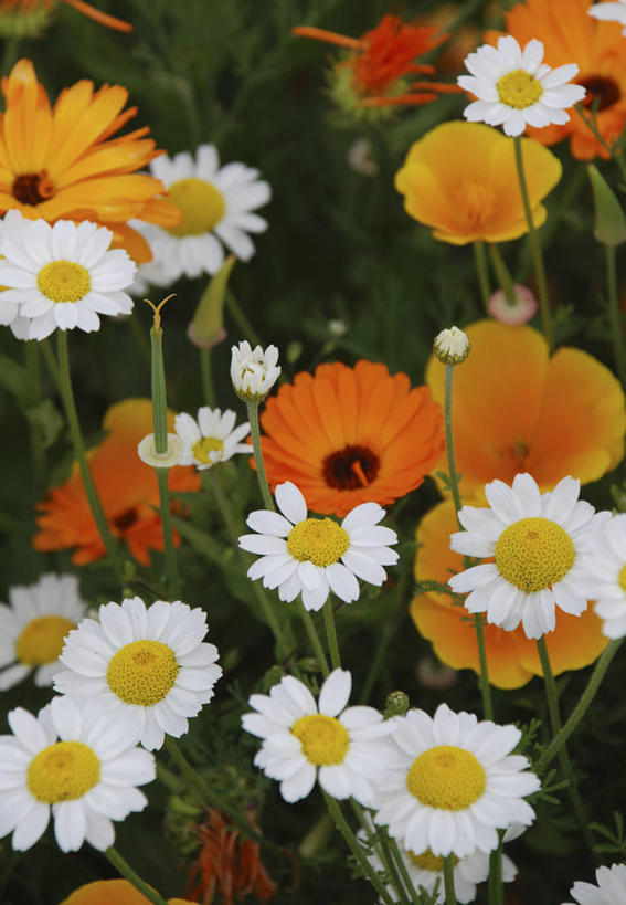 无人,竖图,彩色,室外,特写,白天,快乐,草地,美景,植物,景观,田地,毛茛,万寿菊,草药,药草,中药,雏菊,花,黄色,白色,自然,夏天,橙色,景色,摄影,多样,五颜六色,环境,色彩斑斓,清新,自然风光,药材,中草药,五彩缤纷,中药材,本草,五彩斑斓,老虎脚爪草,鱼疔草,金盏花,冰岛罂粟,五光十色,休闲活动,彩图