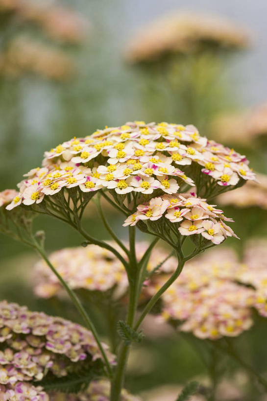 无人,竖图,室外,特写,白天,留白,美景,植物,景观,花,一个,粉色,自然,花束,夏天,景色,摄影,生长,单个,环境,清新,自然风光,西洋蓍草,彩图