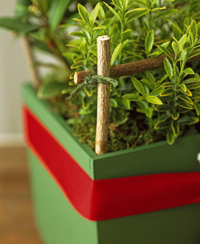 无人,竖图,室内,特写,白天,美景,植物,礼物,叶子,圣诞节,木制,包装纸,景观,冬天,圣诞树,圣诞礼物,自然,容器,景色,季节,摄影,灌木,环境,自然风光,酒箱,循环利用,环境保护,板条箱,常绿树,彩图,法定假日