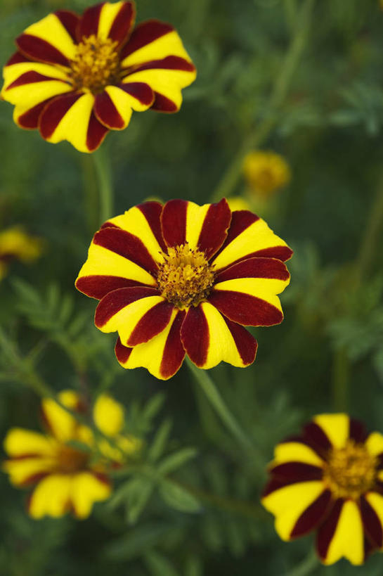 无人,竖图,室外,特写,白天,美景,植物,条纹,景观,园艺,万寿菊,花,花瓣,自然,景色,颜色,摄影,环境,自然风光,反差,式样,彩图