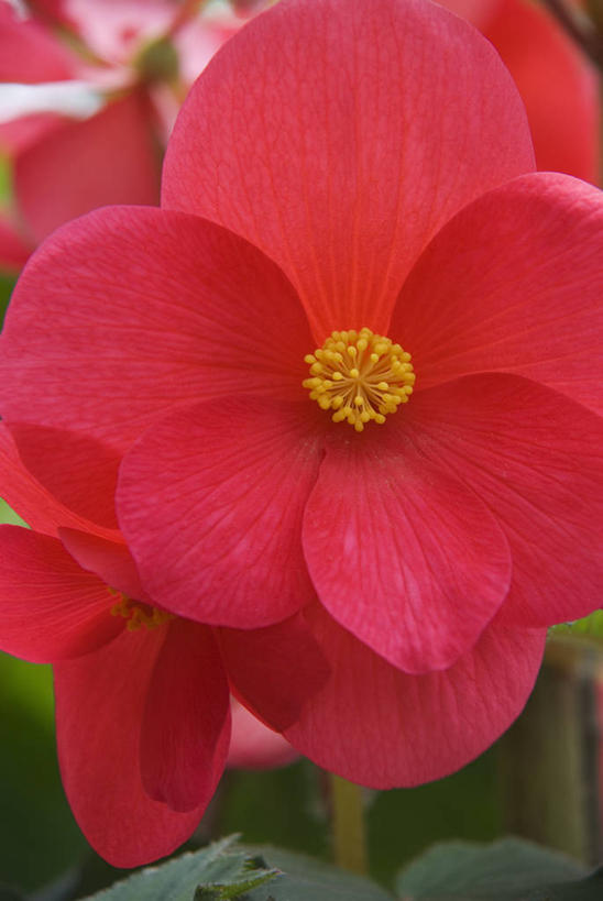 无人,竖图,室外,特写,白天,快乐,美景,植物,花坛,景观,花,一个,红色,自然,夏天,景色,摄影,生长,单个,秋海棠,环境,明亮,清新,自然风光,彩图