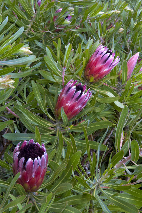 无人,竖图,室外,特写,白天,美景,植物,景观,花,粉色,自然,夏天,景色,摄影,生长,灌木,环境,气候,热带气候,清新,自然风光,普罗梯亚木,彩图