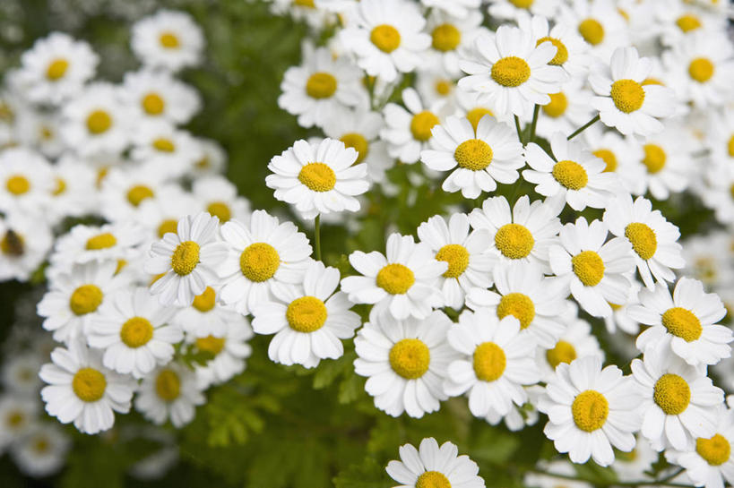 无人,横图,室外,特写,白天,留白,美景,植物,景观,花,花瓣,白色,自然,夏天,菊花,景色,摄影,环境,艾菊,菊科植物,草本,清新,自然风光,柔焦,彩图,全画面,全框架,全帧,全画幅