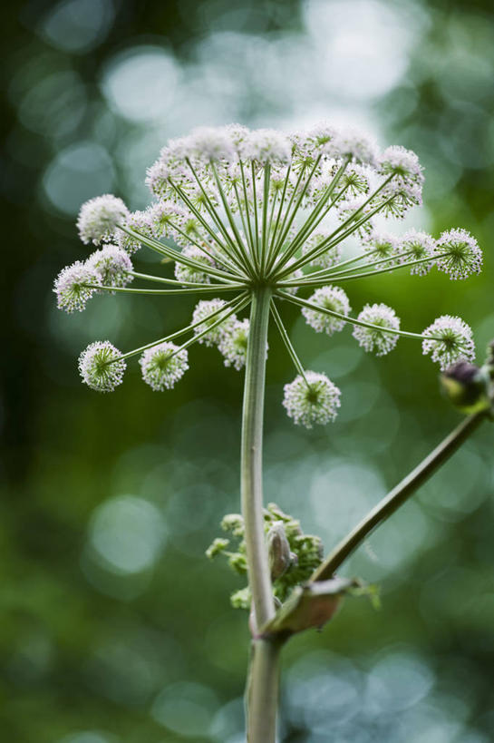 无人,竖图,室外,特写,白天,美景,植物,当归,景观,树荫,野花,花,一个,自然,夏天,景色,摄影,生长,单个,环境,草本,清新,自然风光,苍白,彩图
