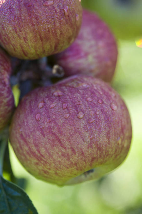 无人,吃,竖图,室外,特写,白天,农作物,美景,植物,苹果,水果,景观,水滴,食品,饮品,饮食,树,食物,饮料,一个,红色,自然,景色,诱惑,摄影,生长,收获,单个,环境,可口,清新,自然风光,苹果树,适口,苹果酒,秋天,彩图