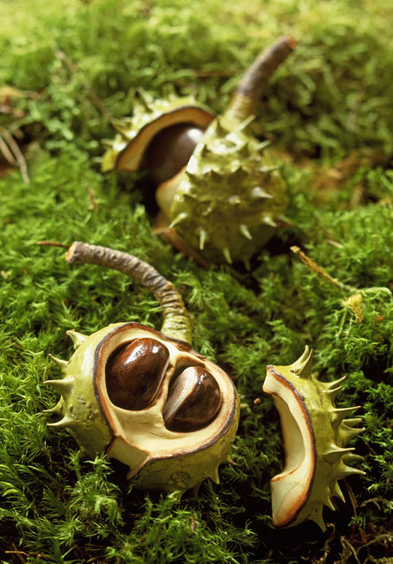 无人,竖图,室外,特写,白天,美景,植物,中国,装饰,景观,冬天,种子,苔藓,自然,模型,景色,摄影,环境,粘土,自然风光,七叶树,落叶树,娑罗树,彩图