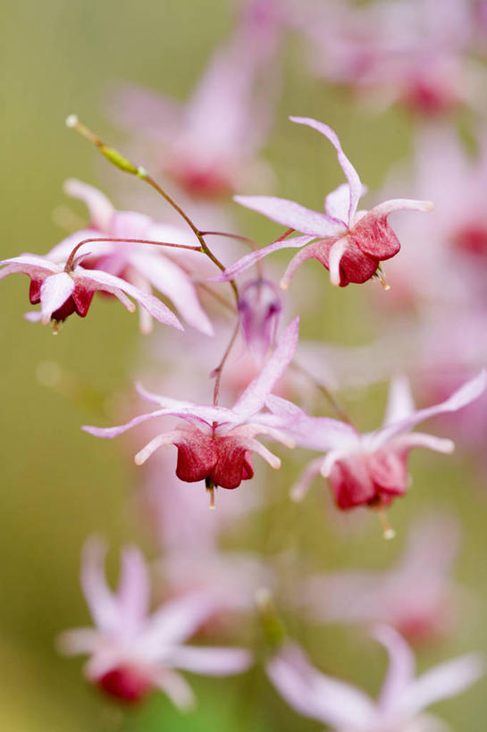 无人,竖图,室外,特写,白天,美景,植物,景观,花,粉色,自然,春天,景色,摄影,生长,环境,脆弱,清新,自然风光,淫羊藿,彩图,美人,多年生植物