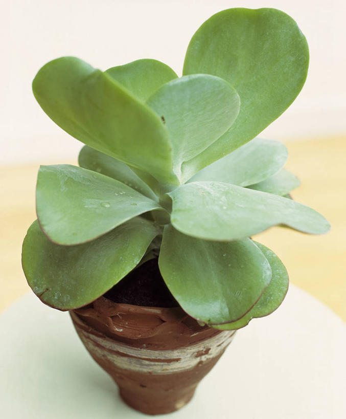 无人,竖图,室内,特写,白天,美景,植物,景观,一个,绿色,自然,陶器,景色,摄影,生长,单个,成长,环境,自然风光,高凉菜,彩图,多浆植物,多肉植物,肉质植物