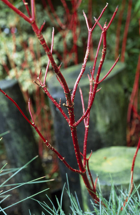 无人,竖图,室外,特写,白天,美景,植物,景观,冬天,自然,景色,摄影,灌木,环境,自然风光,山茱萸,落叶树,彩图
