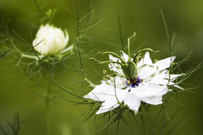 无人,横图,室外,白天,美景,植物,景观,调味,香料,佐料,花,一个,白色,自然,夏天,景色,摄影,单个,环境,葛缕子,配料,清新,自然风光,作料,彩图