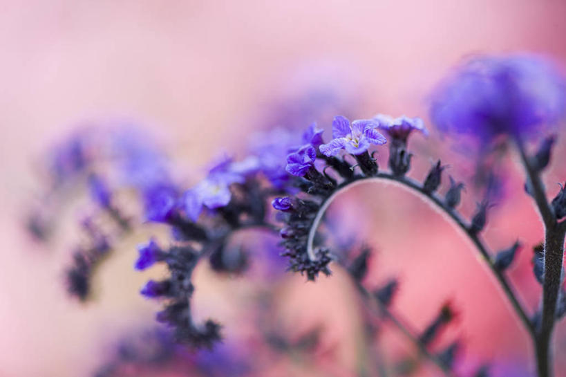 无人,横图,室外,特写,白天,留白,美景,植物,粉色背景,景观,拱门,茎,花,紫色,自然,夏天,景色,摄影,拱形,环境,明亮,清新,自然风光,彩图