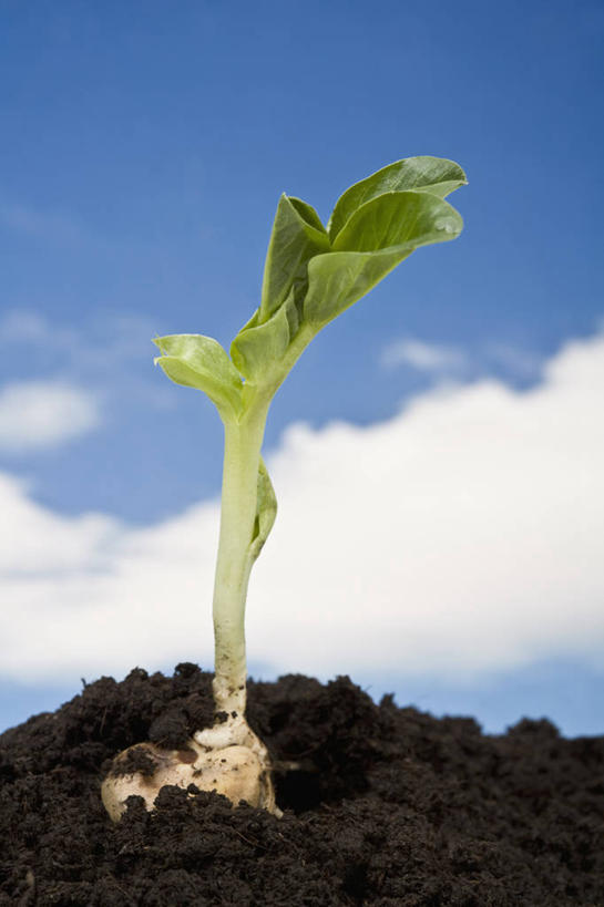 无人,竖图,特写,留白,农业,美景,植物,豆,蔬菜,叶子,开,景观,泥土,园艺,云,食品,发芽,种子,蚕豆,饮食,蓝色,天空,自然,春天,景色,摄影,生长,环境,脆弱,清新,显现,自然风光,秧苗,开端,设计,彩图