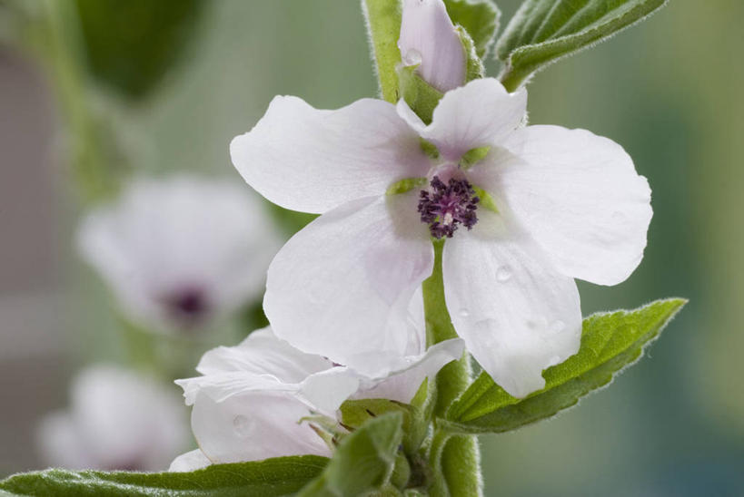 无人,横图,室外,特写,白天,美景,植物,景观,花,一个,白色,自然,夏天,景色,摄影,生长,单个,环境,清新,自然风光,药蜀葵,草芙蓉,彩图