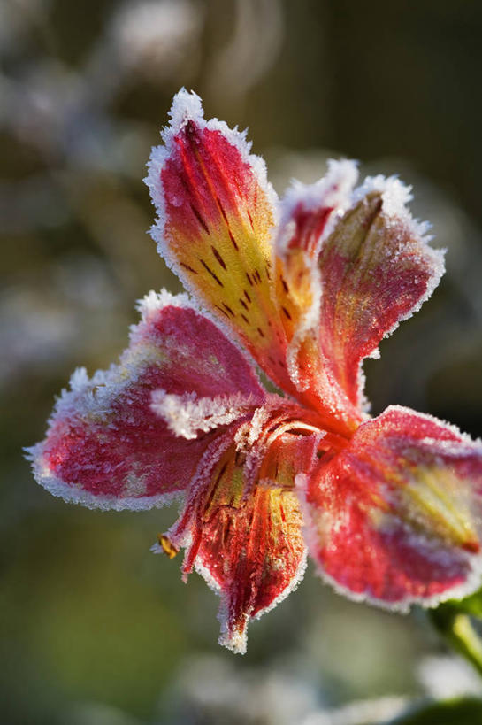 无人,竖图,室外,特写,白天,美景,植物,六出花,景观,冬天,霜,花,一个,白色,自然,橙色,景色,寒冷,季节,摄影,单个,环境,自然风光,干的,反差,彩图