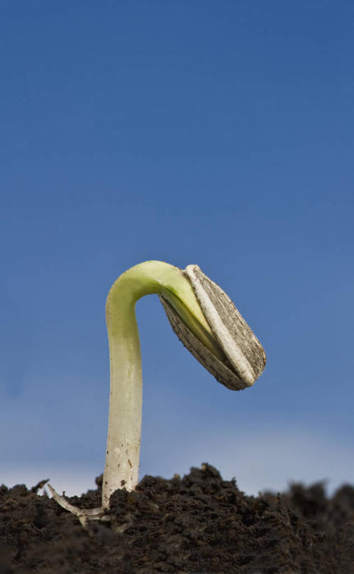 无人,横图,竖图,特写,留白,农业,美景,植物,向日葵,开,景观,泥土,园艺,发芽,种子,蓝色,天空,自然,春天,景色,摄影,生长,环境,脆弱,清新,显现,自然风光,秧苗,开端,设计,彩图