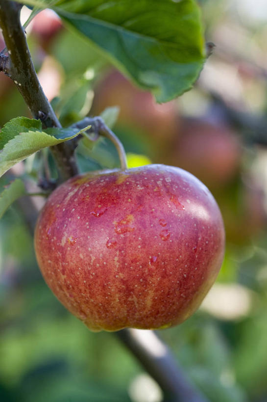 无人,吃,竖图,室外,特写,白天,农作物,美景,植物,苹果,水果,景观,食品,饮品,饮食,树,食物,饮料,一个,红色,自然,景色,诱惑,摄影,生长,收获,单个,环境,可口,清新,自然风光,苹果树,适口,苹果酒,秋天,彩图