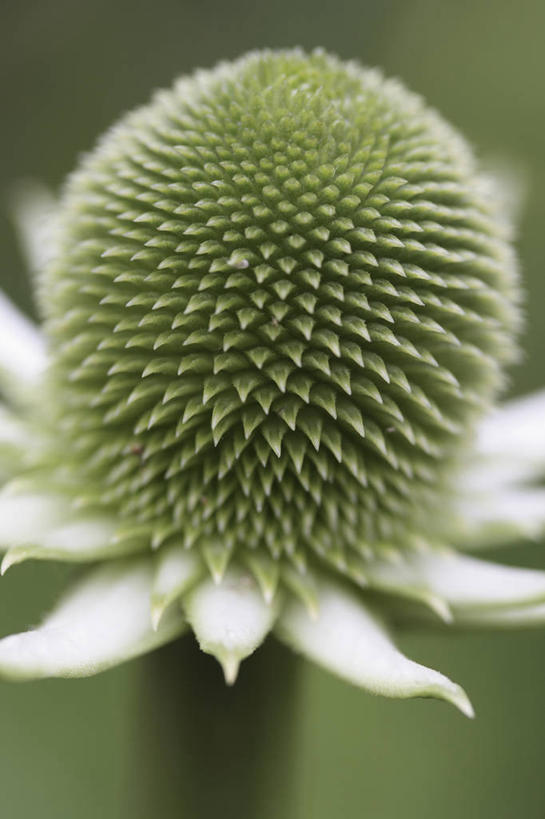 无人,竖图,室外,特写,白天,美景,植物,景观,花蕾,花,一个,自然,春天,球体,景色,摄影,单个,环境,锋利,尖锐,草本,荆棘,自然风光,起绒草,三维图形,开端,彩图,二年生植物
