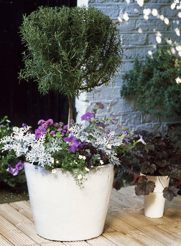 无人,露台,竖图,室外,特写,白天,美景,植物,阳台,景观,院子,花,一个,紫色,自然,容器,夏天,景色,摄影,单个,灌木,环境,迷迭香,草本,自然风光,矮牵牛花,常绿树,彩图,露天阳台,例行公事