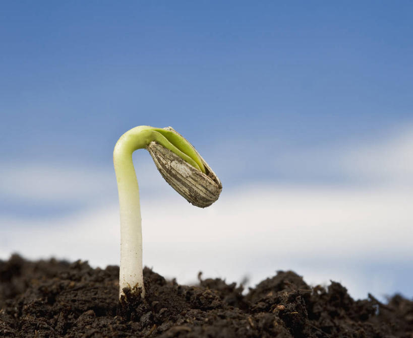 无人,横图,特写,留白,美景,植物,向日葵,开,景观,泥土,园艺,发芽,种子,蓝色,天空,自然,春天,景色,摄影,生长,环境,脆弱,清新,显现,自然风光,秧苗,开端,设计,彩图