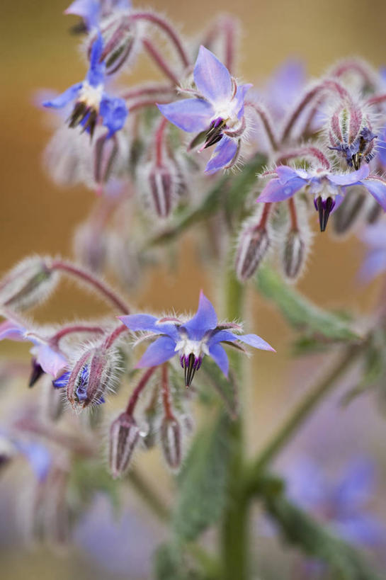 无人,竖图,室外,特写,白天,美景,植物,形状,景观,食品,草药,饮食,花,一个,自然,夏天,星形,景色,摄影,生长,单个,环境,草本,清新,自然风光,琉璃苣,彩图,多年生植物