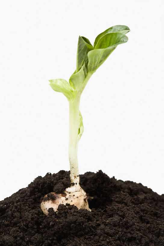 无人,竖图,特写,留白,农业,美景,植物,豆,蔬菜,叶子,开,景观,泥土,园艺,食品,发芽,种子,蚕豆,自然,春天,景色,摄影,影棚,生长,环境,脆弱,清新,显现,自然风光,摄影棚,秧苗,开端,设计,彩图,影棚拍摄,拍摄