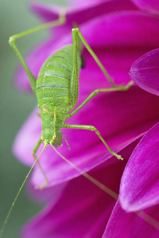 无人,竖图,室外,特写,白天,留白,感激,美景,植物,野生动物,新鲜,昆虫,景观,大丽花,花,花瓣,一个,粉色,绿色,紫色,自然,动物,蟋蟀,夏天,菊花,景色,摄影,生长,单个,大理花,环境,天竺牡丹,清新,自然风光,节肢动物,大丽菊,吉利,新意,富丽,大方,纺织娘,新颖,彩图,背叛,地瓜花,东洋菊